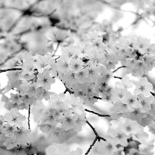 Black and white Cherry Blossom print, sakura tree flowering branch photography, floral artwork, grey white wall art, bathroom powder room