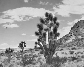 Joshua tree print black and white photography print, southwest California desert wall art, nature wall art, travel landscape photo print
