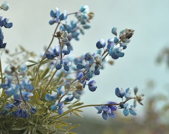 Bluebonnet wall art Texas floral print, purple blue flower photo print, country rustic farmhouse bedroom bathroom decor wildflowers wall art