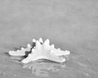 Starfish print, black and white photography, seashell art, beach theme bathroom wall art, grey wall art, large artwork, powder room picture