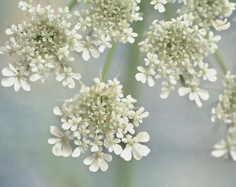 Shabby chic wall art floral photography print, large botanical print, girls room bedroom wall art Queen Anne's Lace flower floral art print
