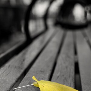 May include: A single yellow leaf rests on a wooden bench, with the rest of the bench and background in black and white.