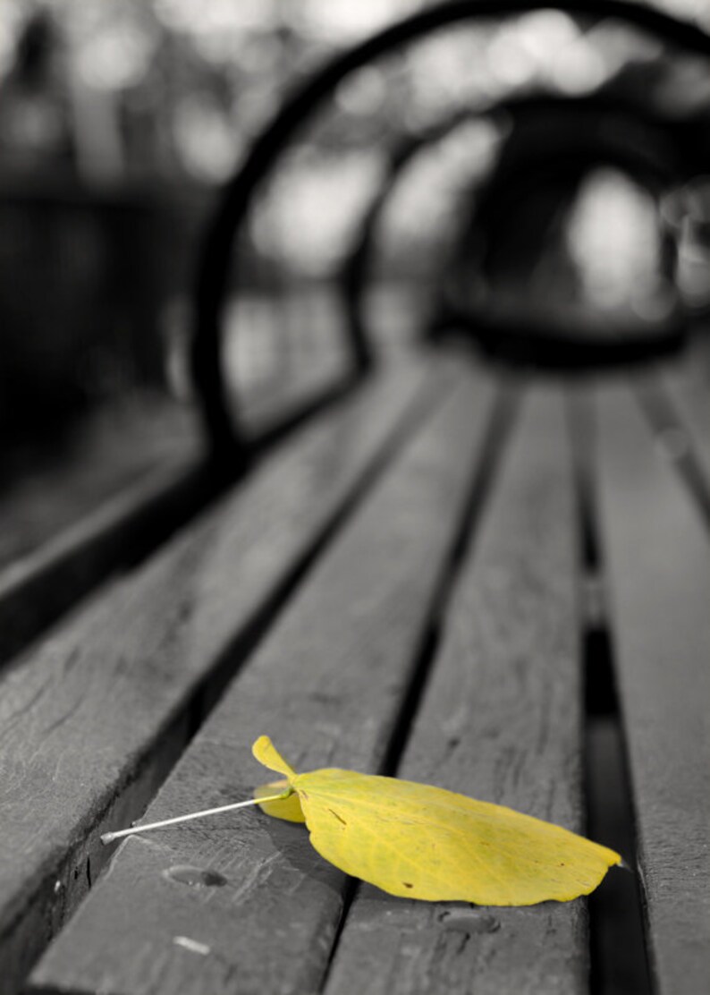May include: A single yellow leaf rests on a wooden bench, with the rest of the bench and background in black and white.