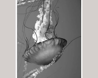 Black and white ocean photography print, jellyfish art, dark grey beach bathroom wall art, underwater wall decor, large vertical picture