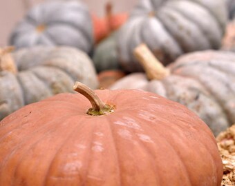 Large pumpkin photography, rustic wall art, harvest themed decor, orange and grey farmhouse kitchen picture, country dine room wall art