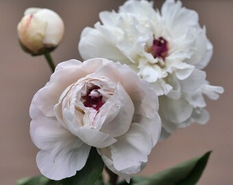 Large floral photography print, white peony wall art, teen girl room decor, pastel artwork bedroom shabby chic print, burgundy tan neutral