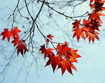 Maple tree red leaf photography print, tree branch wall art, shabby chic rustic print, fall nature photo, Autumn decor, aqua burnt orange