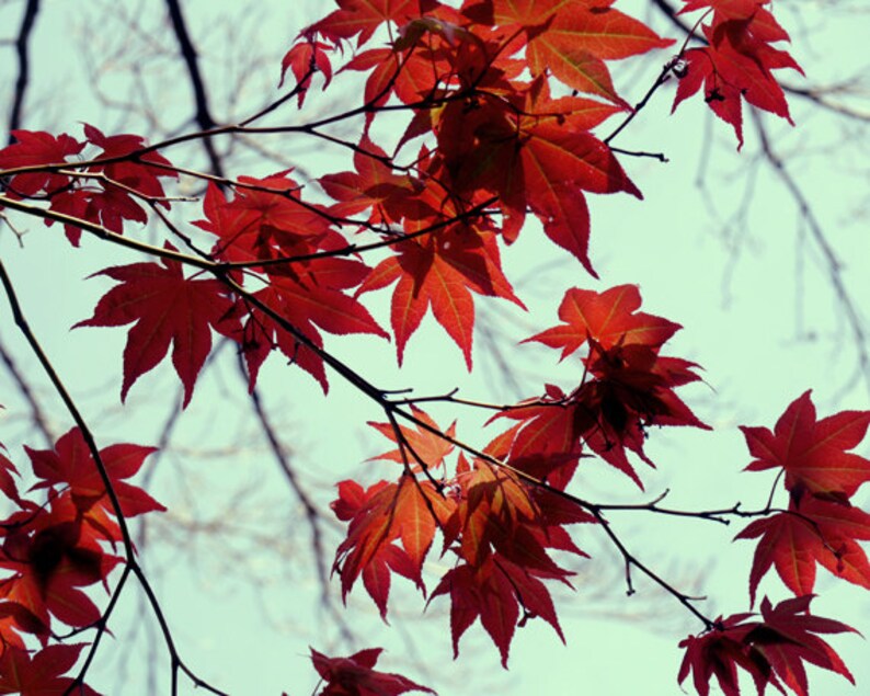 maroon red leaves pictures living room nature decor Mint and red gallery wall Maple tree branch art photography set 3 11x14 photo prints