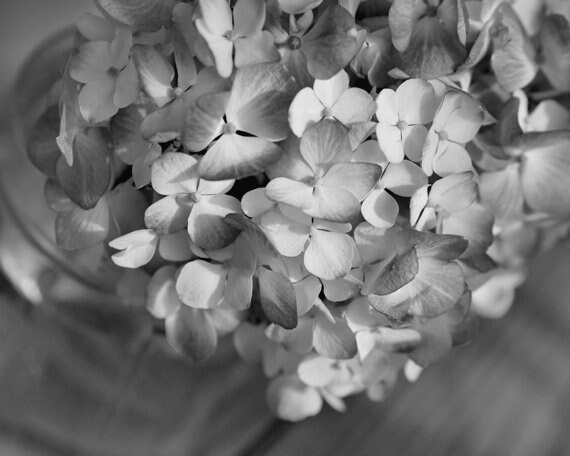 Black and white flower wall decor, hydrangea photo print, large floral wall picture, shabby chic grey bathroom powder room wall art decor