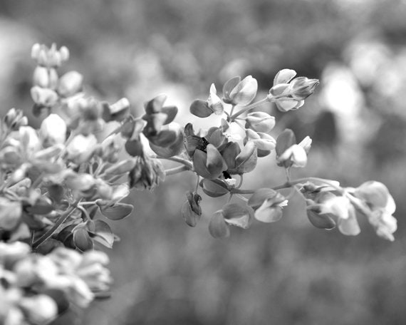 Black And White Photography Print Large Floral Artwork Flower Bluebonnet Wall Art Grey Shabby Chic Bedroom Bathroom Powder Room Wall Decor