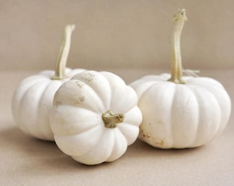 White pumpkins photo print, rustic kitchen wall art, neutral food art, farmhouse chic wall decor, country house decor, farm large wall art