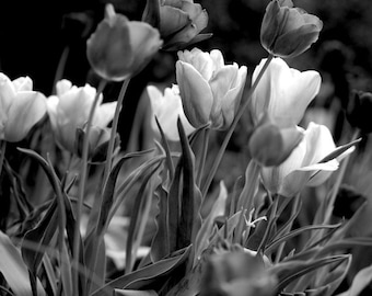 Black and white tulip photography print or canvas, large floral art print, nature print, bedroom bathroom guest room wall art decor