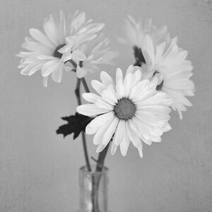 Black and white floral wall art, shasta daisy flower photography print, country rustic shabby chic wall art, grey bathroom powder room decor