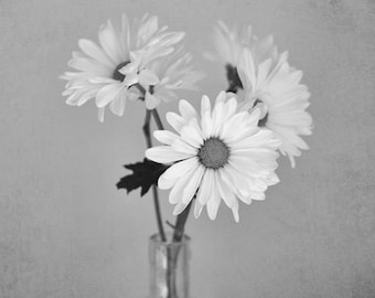 Black and white floral wall art, shasta daisy flower photography print, country rustic shabby chic wall art, grey bathroom powder room decor