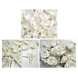 May include: Three close-up images of white flowers. The first image shows a cluster of white hydrangea blossoms. The second image shows a cluster of white Queen Anne's Lace blossoms. The third image shows a cluster of white roses.