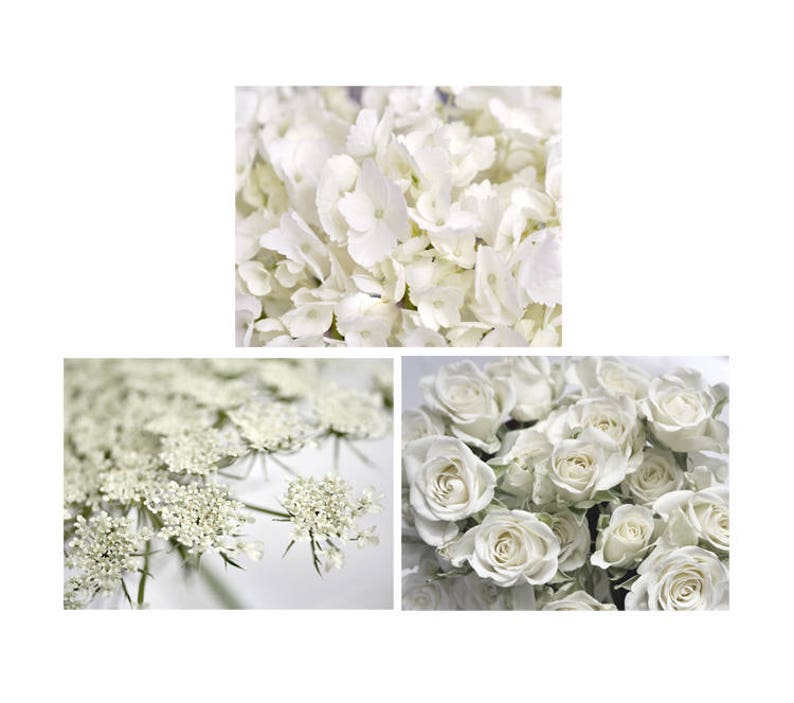 May include: Three close-up images of white flowers. The first image shows a cluster of white hydrangea blossoms. The second image shows a cluster of white Queen Anne's Lace blossoms. The third image shows a cluster of white roses.