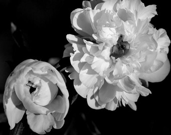 Peony print black and white flower wall art, dark floral photograph 11x14, 24x30 large artwork, girls room, bathroom, bedroom wall decor