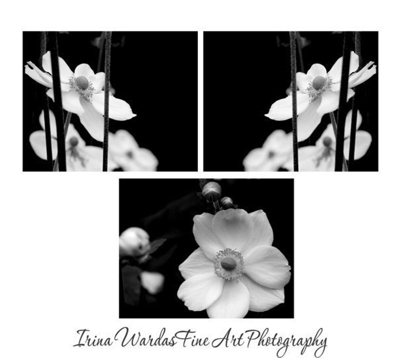 Black and white wall art set of 3 prints, floral photography, modern flower photo gallery wall, bathroom bedroom girls room artwork, anemone image 1