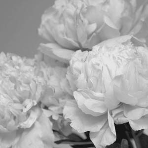 Peony print black and white, light grey wall art, flower photo print, floral wall decor shabby chic bedroom bathroom girls room wall picture image 1