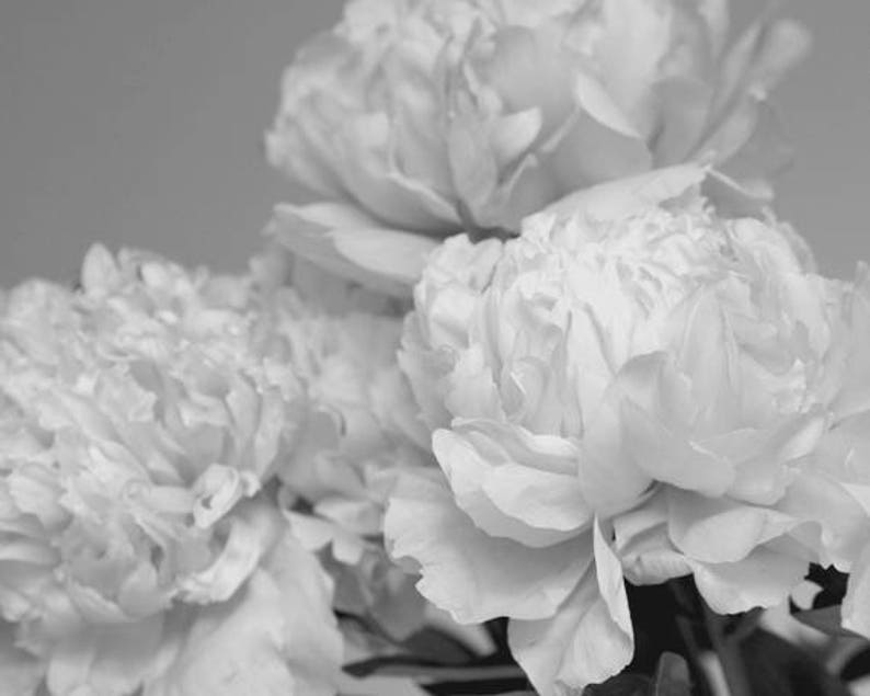 Peony print black and white, light grey wall art, flower photo print, floral wall decor shabby chic bedroom bathroom girls room wall picture image 1