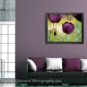 May include: A framed photograph of three dark purple tulips in a garden setting. The tulips are in focus, while the background is blurred.