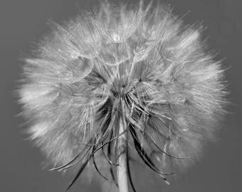 Op de afbeelding: Een close-up van een paardenbloem zaadkop met delicate witte zaden en een bruine stengel.