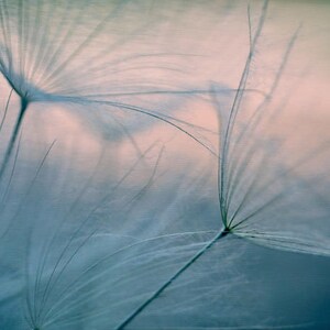 Blue dandelion photography print, dandelion wall art, macro photography, teal blue peach artwork, modern wall picture, minimal wall decor