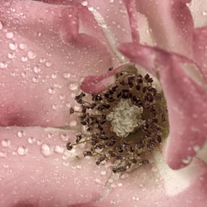 Bathroom wall decor, dusty pink wall art, rain drops rose photography picture, brown dusty decor print bathroom wall art, laundry room decor image 1