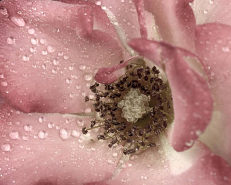 Bathroom wall decor, dusty pink wall art, rain drops rose photography picture, brown dusty decor print bathroom wall art, laundry room decor image 1