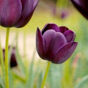 May include: Close-up of a deep purple tulip in bloom. The tulip is in focus, while the background is blurred and green.