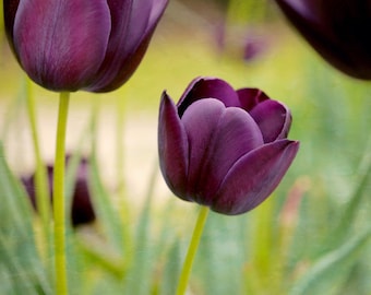 Purple wall art tulip photography, flower art print 16x20, floral nature picture, modern artwork, living room art, green burgundy plum decor