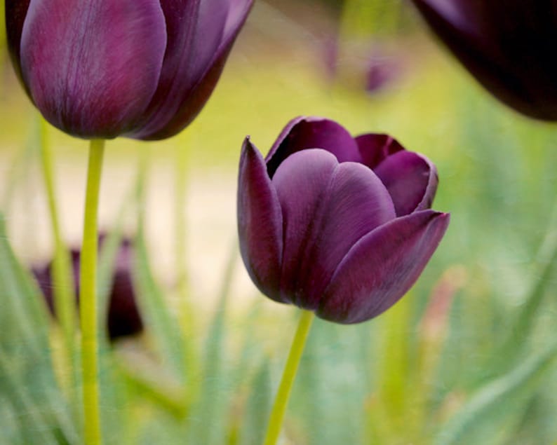 May include: Close-up of a deep purple tulip in bloom. The tulip is in focus, while the background is blurred and green.