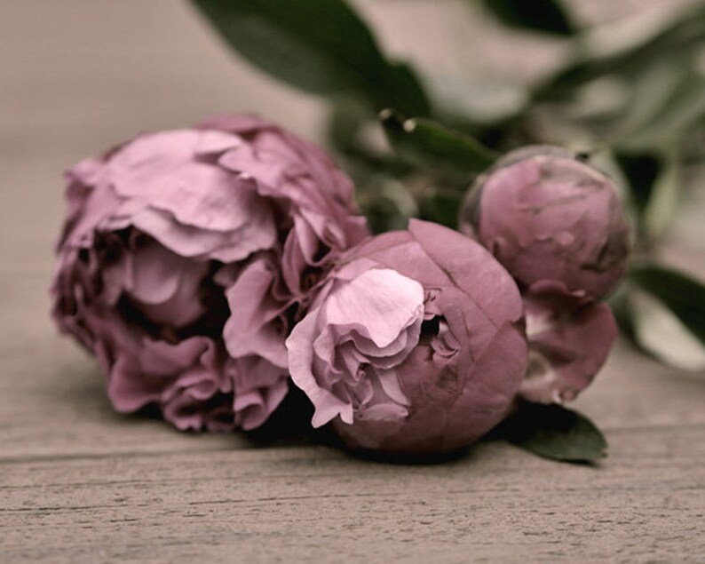tan mauve dusty pink flower Farmhouse chic floral photography peony print modern rustic cottage wall decor picture bedroom wall art woman