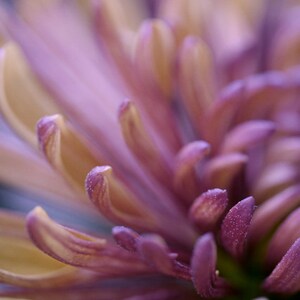 Purple wall art print, modern flower photo print, floral macro photography, bronze brown plum purple artwork, bathroom bedroom wall picture image 1