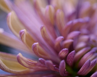 Purple wall art print, modern flower photo print, floral macro photography, bronze brown plum purple artwork, bathroom bedroom wall picture