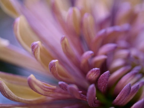 Purple wall art print, modern flower photo print, floral macro photography, bronze brown plum purple artwork, bathroom bedroom wall picture