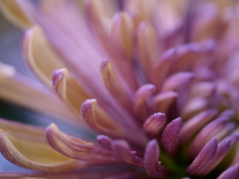 Purple wall art print, modern flower photo print, floral macro photography, bronze brown plum purple artwork, bathroom bedroom wall picture image 1