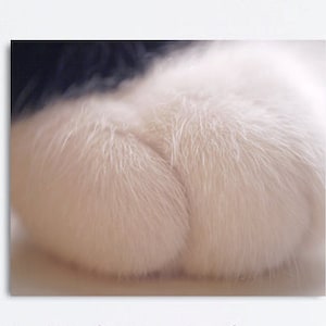 Cat art print modern abstract canvas or photo, tuxedo cat paw photography, pet feline black and white artwork, kitten lover large wall decor