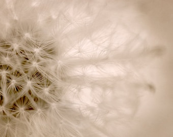 Dandelion photography neutral abstract art, light beige modern wall decor, brown tan cream pastel artwork, botanical photo print 11x14, 8x10