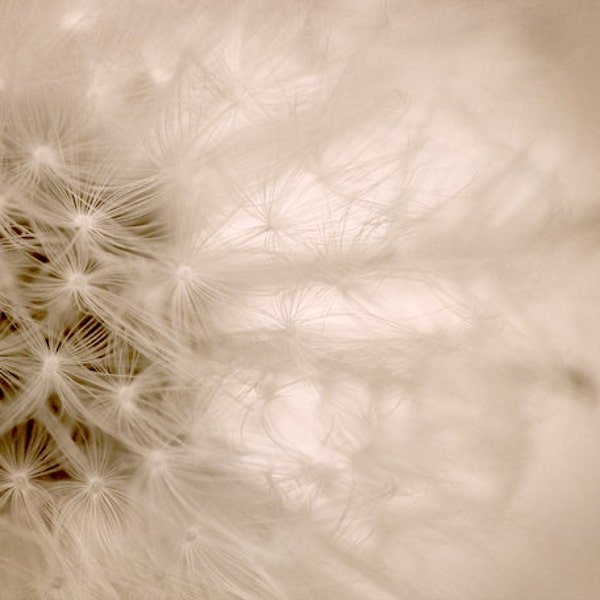 Dandelion photography neutral abstract art, light beige modern wall decor, brown tan cream pastel artwork, botanical photo print 11x14, 8x10