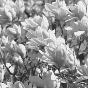 May include: Monochrome image of magnolia flowers. The photograph features numerous open blossoms with layered petals, set against a backdrop of branches and foliage. The black and white tones highlight the textures and forms of the flowers.