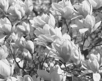 Shabby chic art, black and white magnolia flower photography, floral botanical print, grey bedroom bathroom powder room girls room wall art