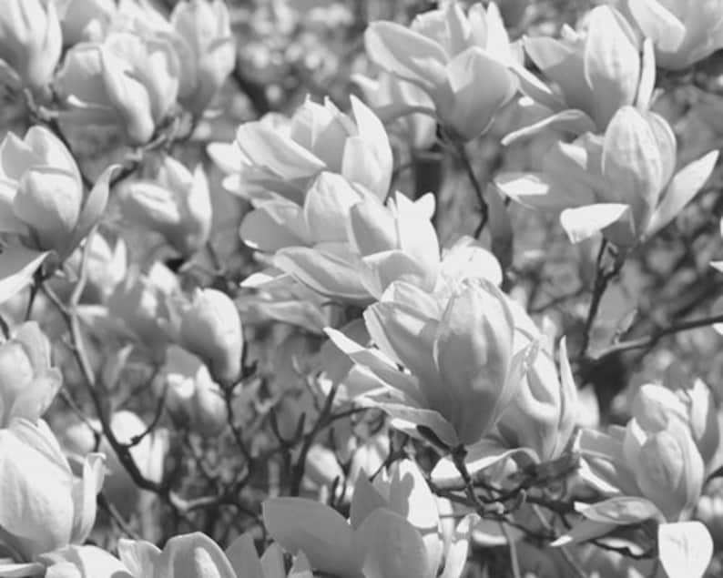 May include: Monochrome image of magnolia flowers. The photograph features numerous open blossoms with layered petals, set against a backdrop of branches and foliage. The black and white tones highlight the textures and forms of the flowers.