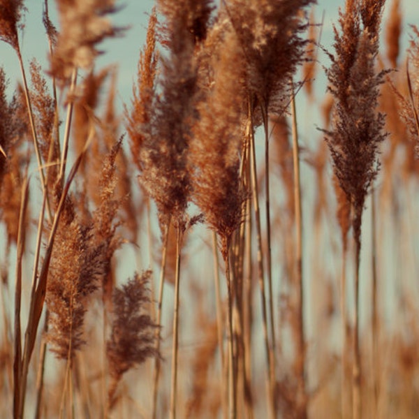 Rustic wall picture, beach sea grass, aqua burnt orange rust brown bronze gold large artwork, photography print, rustic room wall decor