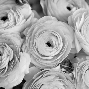 Op de afbeelding: Een close-up van een boeket witte ranonkels. De bloemen staan ​​in volle bloei en hebben een delicate, gelaagde uitstraling.