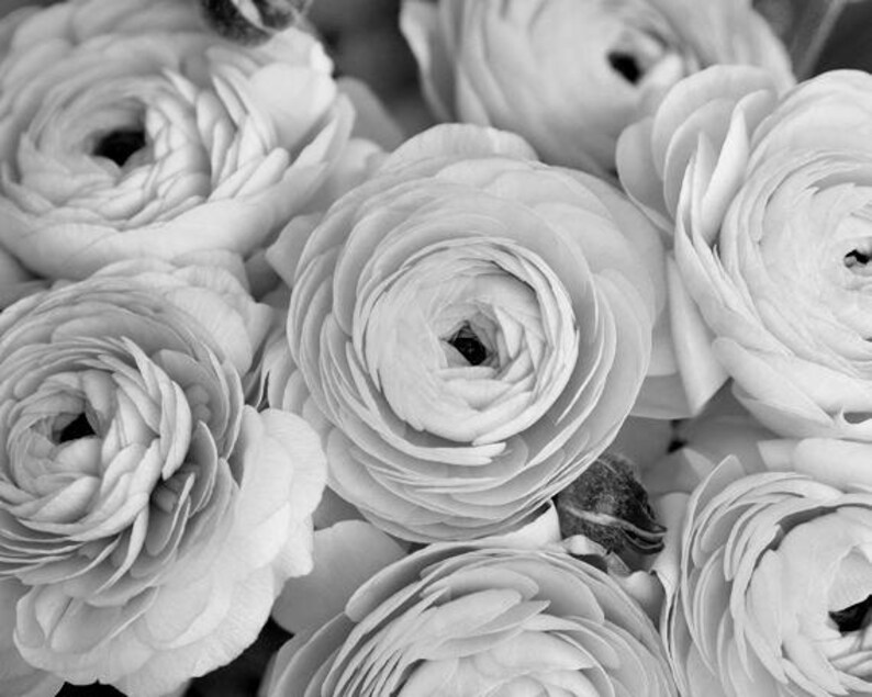 Op de afbeelding: Een close-up van een boeket witte ranonkels. De bloemen staan ​​in volle bloei en hebben een delicate, gelaagde uitstraling.