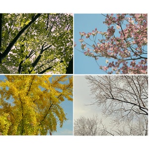 Op de afbeelding: Een collage van vier afbeeldingen die de wisselende seizoenen van een boom laten zien. De eerste afbeelding toont de boom in de lente met lichtgroene bladeren. De tweede afbeelding toont de boom in de zomer met donkergroene bladeren. De derde afbeelding toont de boom in de herfst met gele bladeren. De vierde afbeelding toont de boom in de winter met kale takken bedekt met sneeuw.