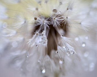 Bathroom wall art, dandelion photography print, rain water drops, yellow brown grey bathroom picture, powder room art, bathroom wall decor