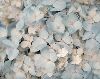 Hydrangea art print, pastel pale blue ivory wall art large floral photography, light blue art, cottage style shabby chic wall print vertical