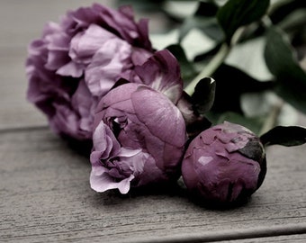 Flower photography print, peony photo, large art print, mauve grey dusty pink plum color wall art girl room bedroom, floral wall picture